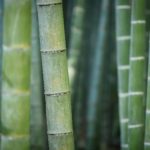 Bambus, czy na pewno dobry?