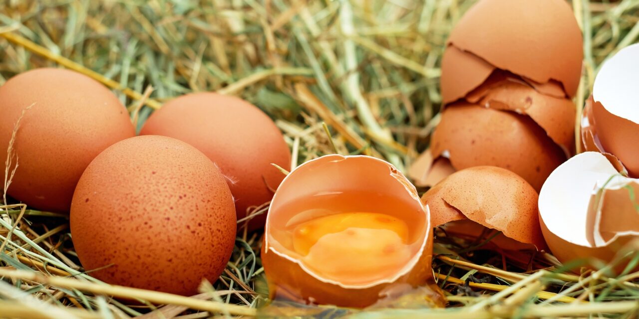 Prawdziwa cena jajek, czyli kulisy przemysłu drobiarskiego.