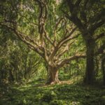 Ochrona lasów: dlaczego jest tak ważna dla środowiska