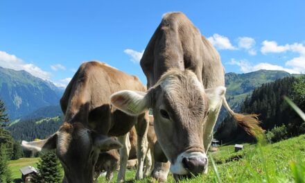Pasze wysokobiałkowe dla bydła – jak wybrać najlepsze?