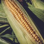 Kukurydza ziarnowa – jak ją hodować?